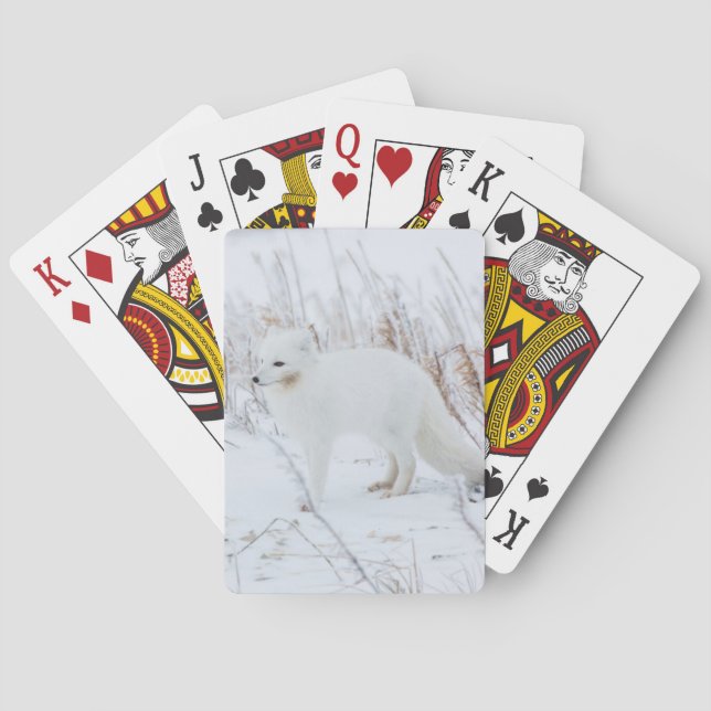 Fjällräv Casinokort (Baksidan)