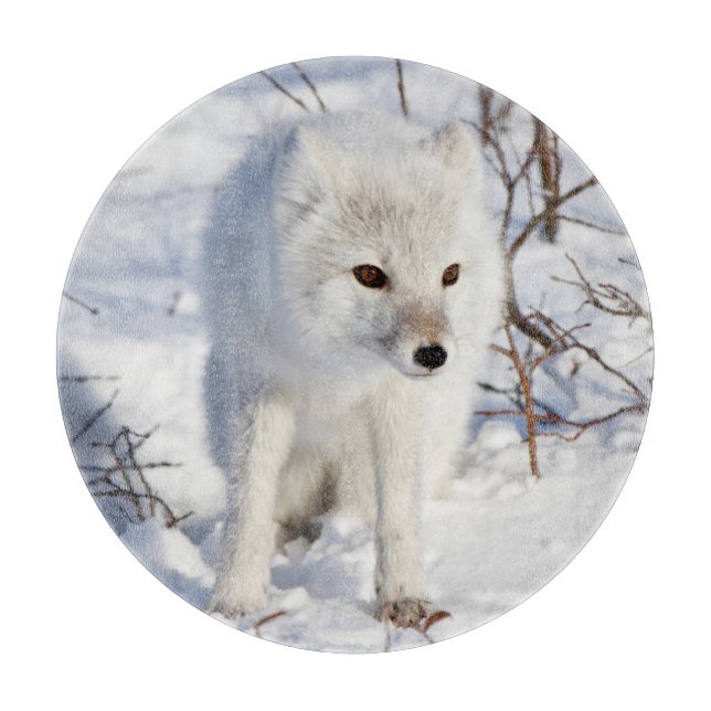 Fjällräv, Churchill Wildlife Management Area (Framsidan)
