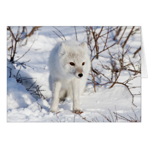 Fjällräv, Churchill Wildlife Management Area Hälsningskort