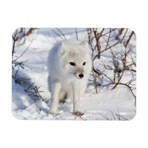 Fjällräv, Churchill Wildlife Management Area Magnet