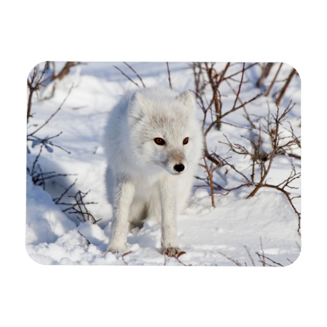 Fjällräv, Churchill Wildlife Management Area Magnet (Horisontell)