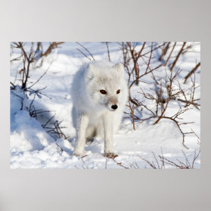 Fjällräv, Churchill Wildlife Management Area Poster