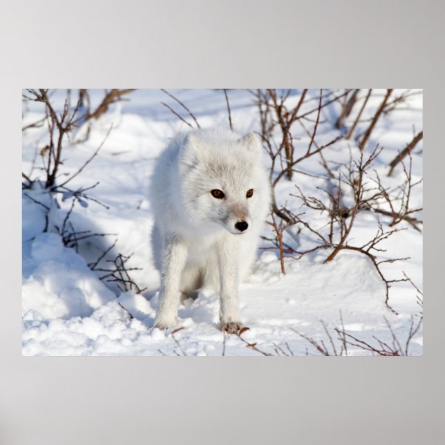 Fjällräv, Churchill Wildlife Management Area Poster (Framsidan)