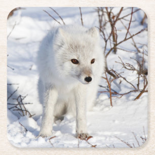 Fjällräv, Churchill Wildlife Management Area Underlägg Papper Kvadrat