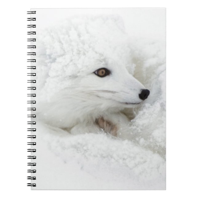 Fjällräv hoprullad på vintern anteckningsbok med spiral (Framsidan)