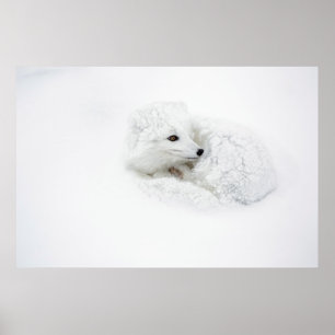 Fjällräv hoprullad på vintern poster