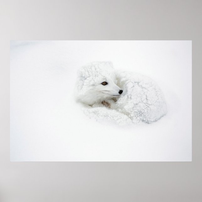 Fjällräv hoprullad på vintern poster (Framsidan)