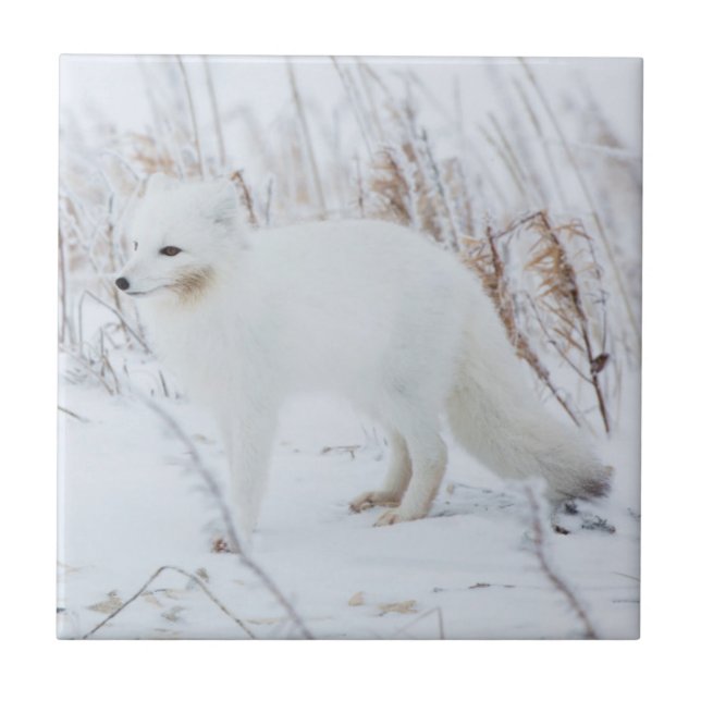 Fjällräv Kakelplatta (Framsidan)