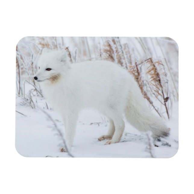 Fjällräv Magnet (Horisontell)