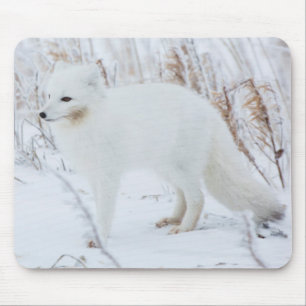 Fjällräv Musmatta