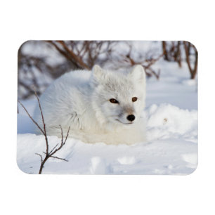 Fjällräv på vintern magnet