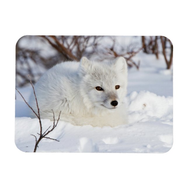 Fjällräv på vintern magnet (Horisontell)