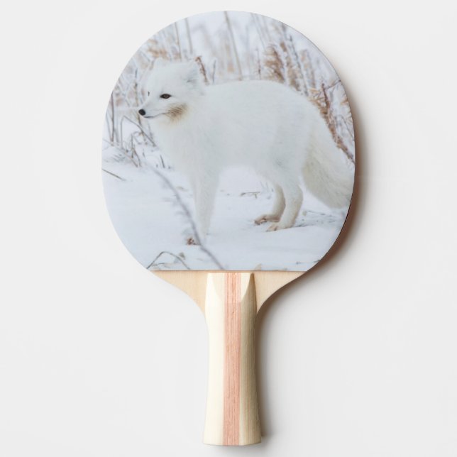 Fjällräv Pingisracket (Framsidan)
