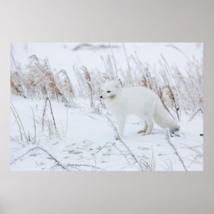 Fjällräv Poster