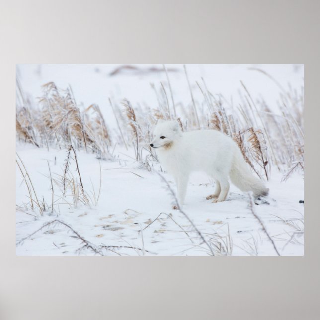 Fjällräv Poster (Framsidan)