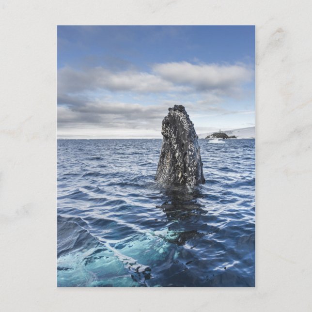 Fjärd för puckelryggvalSpyhops | hopp, Antarktis Vykort (Framsida)