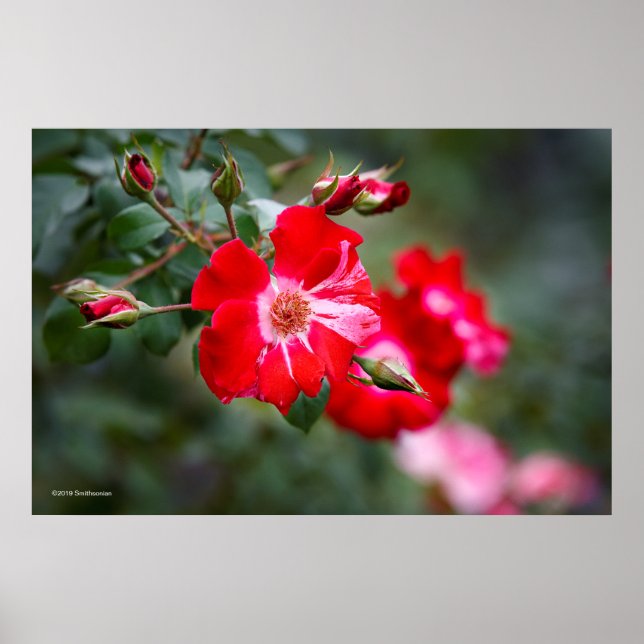 Fjärde juli-Shruben Poster (Framsidan)