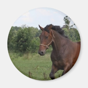 Fjärdhästmagnet Magnet