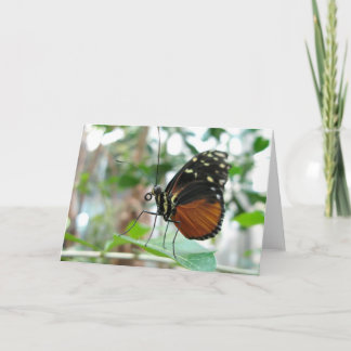 Fjäril #1 kort