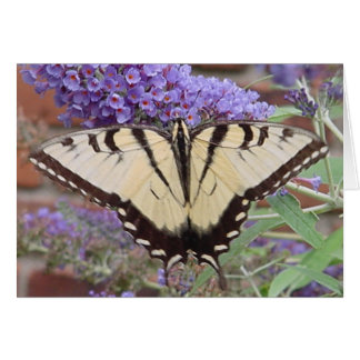 fjäril 2 hälsningskort