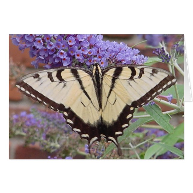 fjäril 2 hälsningskort (Framsidan Horizontal)