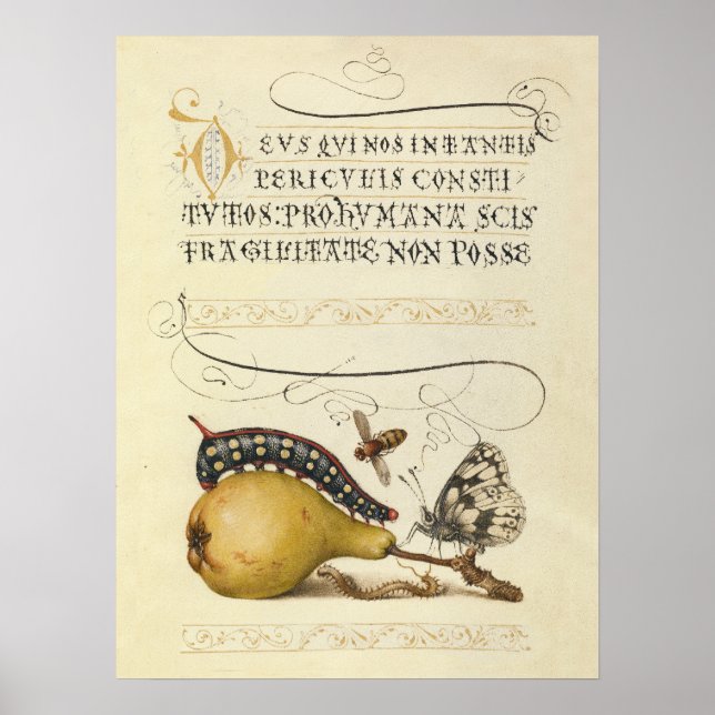 Fjäril Bie Frukt Insekt Illustration Poster (Framsidan)