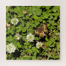 Fjäril bland blommor