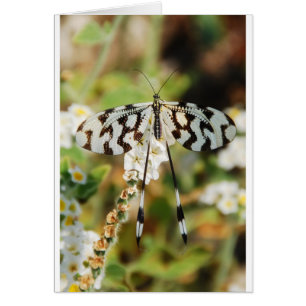Fjäril Blommor Blomstrar Bröllop Brud Shower Fred Hälsningskort