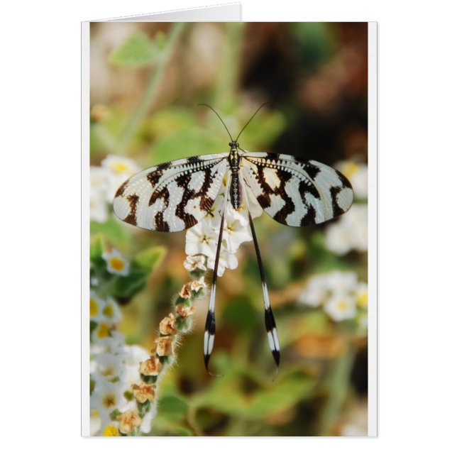 Fjäril Blommor Blomstrar Bröllop Brud Shower Fred Hälsningskort (Framsidan)