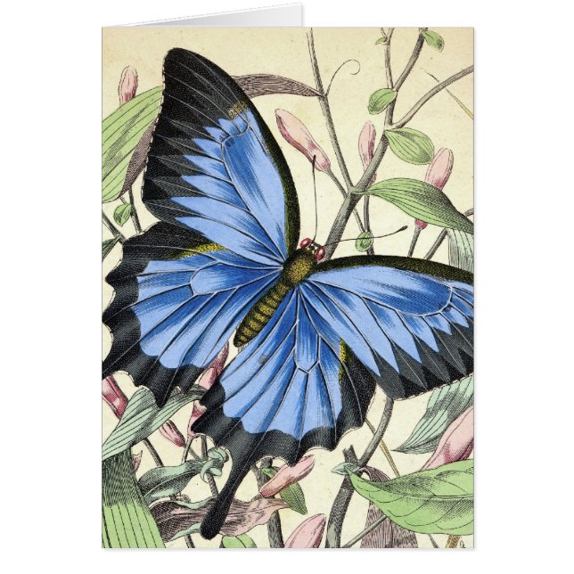Fjäril Hälsningskort (Framsidan)