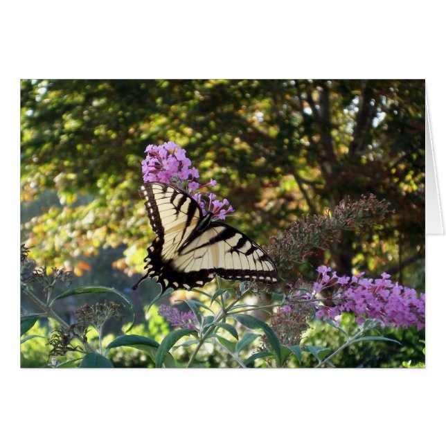 fjäril hälsningskort (Framsidan Horizontal)