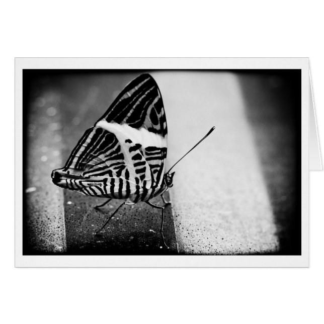 fjäril hälsningskort (Framsidan Horizontal)