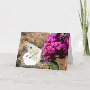 Fjäril. Hälsningskort. Kort