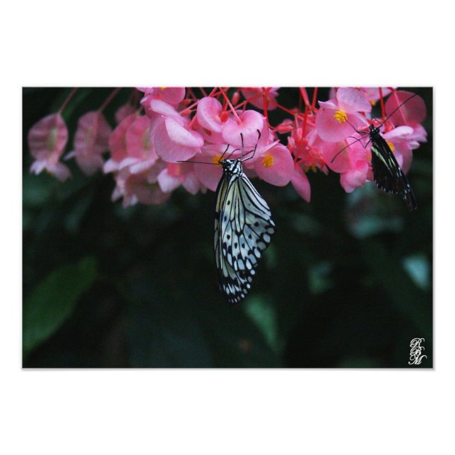 Fjäril hängande från blommor fototryck (Framsidan)