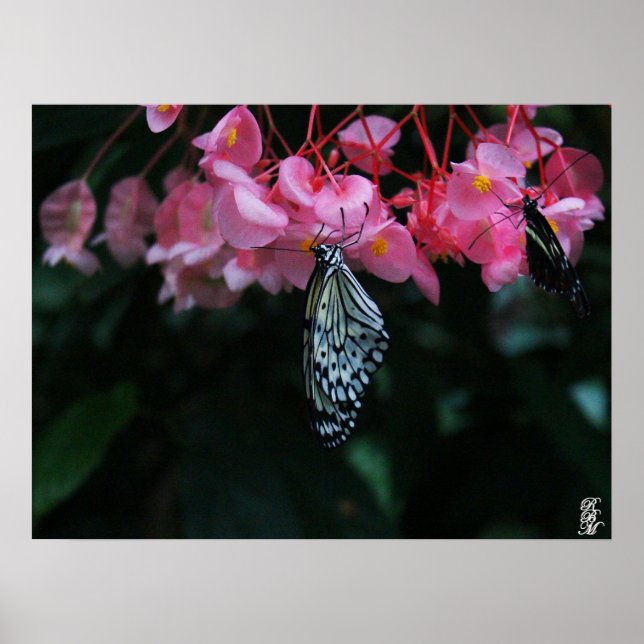 Fjäril hängande från blommor poster (Framsidan)