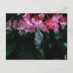 Fjäril hängande från blommor vykort