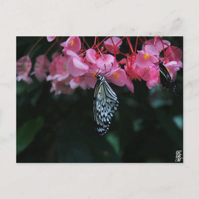 Fjäril hängande från blommor vykort (Framsida)