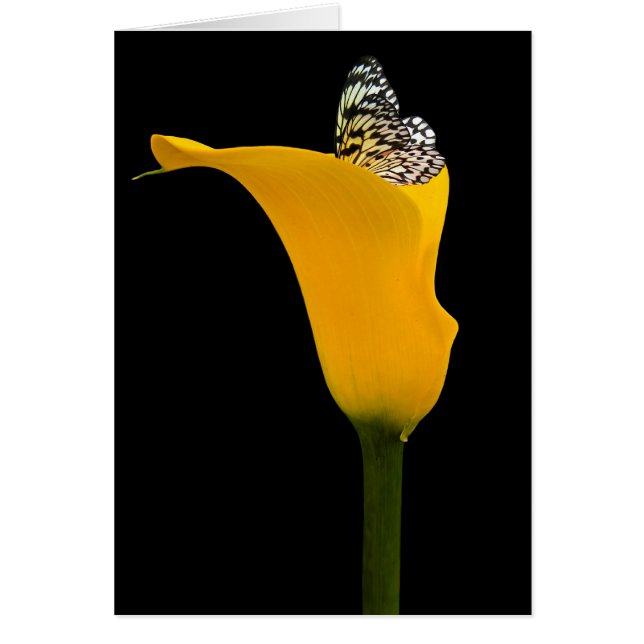 fjäril i calla lily OBS kort (Framsidan)