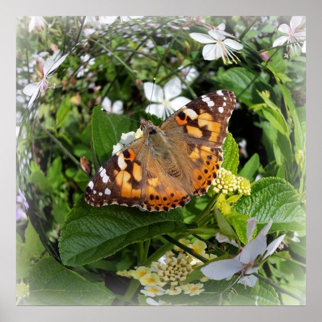 fjäril i cirkel poster (Framsidan)