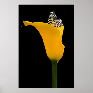 fjäril i gult lila på svart poster