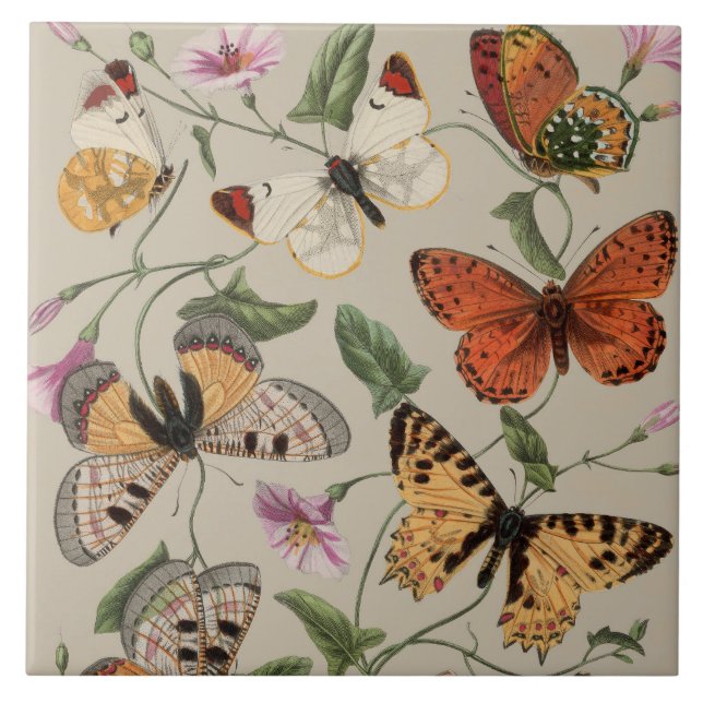 Fjäril Moth Natursamling Ritning Kakelplatta (Framsidan)