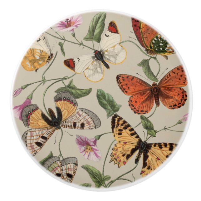 Fjäril Moth Natursamling Ritning Knopp (Framsidan)