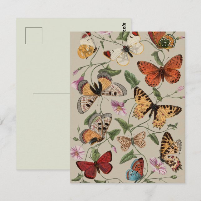 Fjäril Moth Natursamling Ritning Vykort (Fram/baksida)