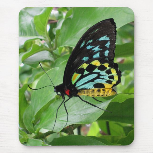 Fjäril Mousepad! Musmatta (Framsidan)