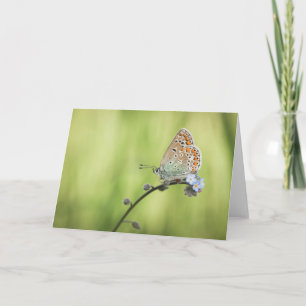 Fjäril Natur Foto Kort