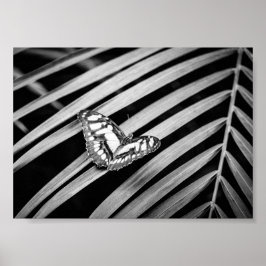 Fjäril Natur Insekter Svart och Vitt Poster