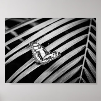 Fjäril Natur Insekter Svart och Vitt Poster