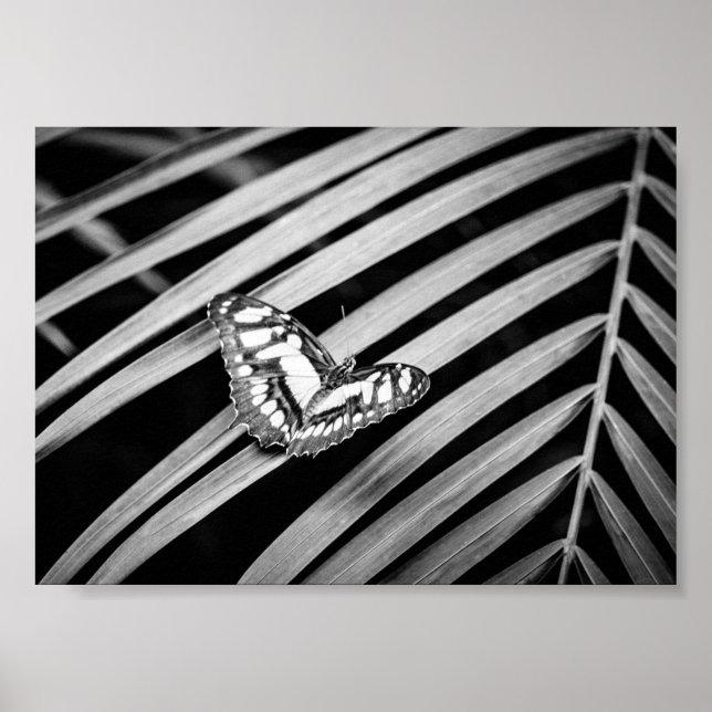 Fjäril Natur Insekter Svart och Vitt Poster (Framsidan)