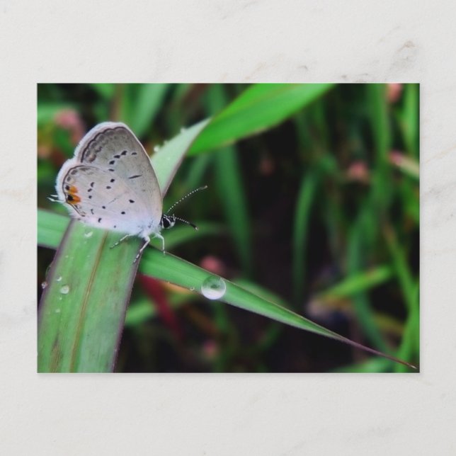 fjäril och droppe vid nio sjömil springa vykort (Framsida)