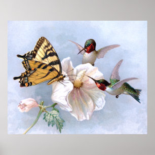 Fjäril och Hummingbirds Poster